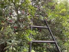 -西山樟坞健康果园枇杷杨梅采摘