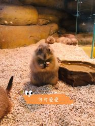 -Mr·Kuma酷么先生雪之乐园