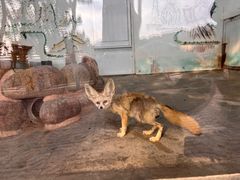 -西霞口神雕山野生动物世界