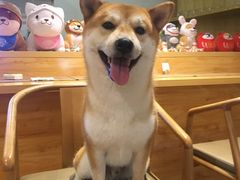 -柴务处·柴犬主题狗咖