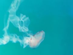 -左海海底世界