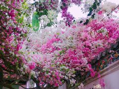 -深圳国际园林花卉博览园