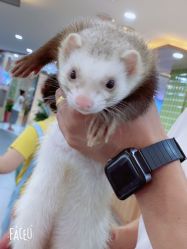 -Moni星球萌宠·小马宝莉·灵蛇·高端高阶全萌宠互动体验俱乐部(红豆国际广场店)