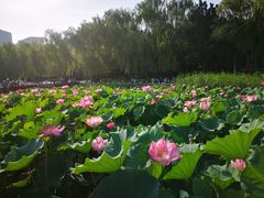 -莲花池公园