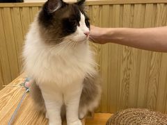 -Catmate·猫肥家润(金润铂宫店)