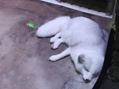 -芜湖新华联大白鲸海洋公园