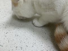 -瑞鹏宠物医院·夜间急症·心超·猫科(祖庙分店)