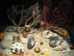 -亚龙湾中心广场·贝壳馆