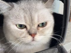 -中农国际动物医院24小时·猫科·骨科·急重症中心