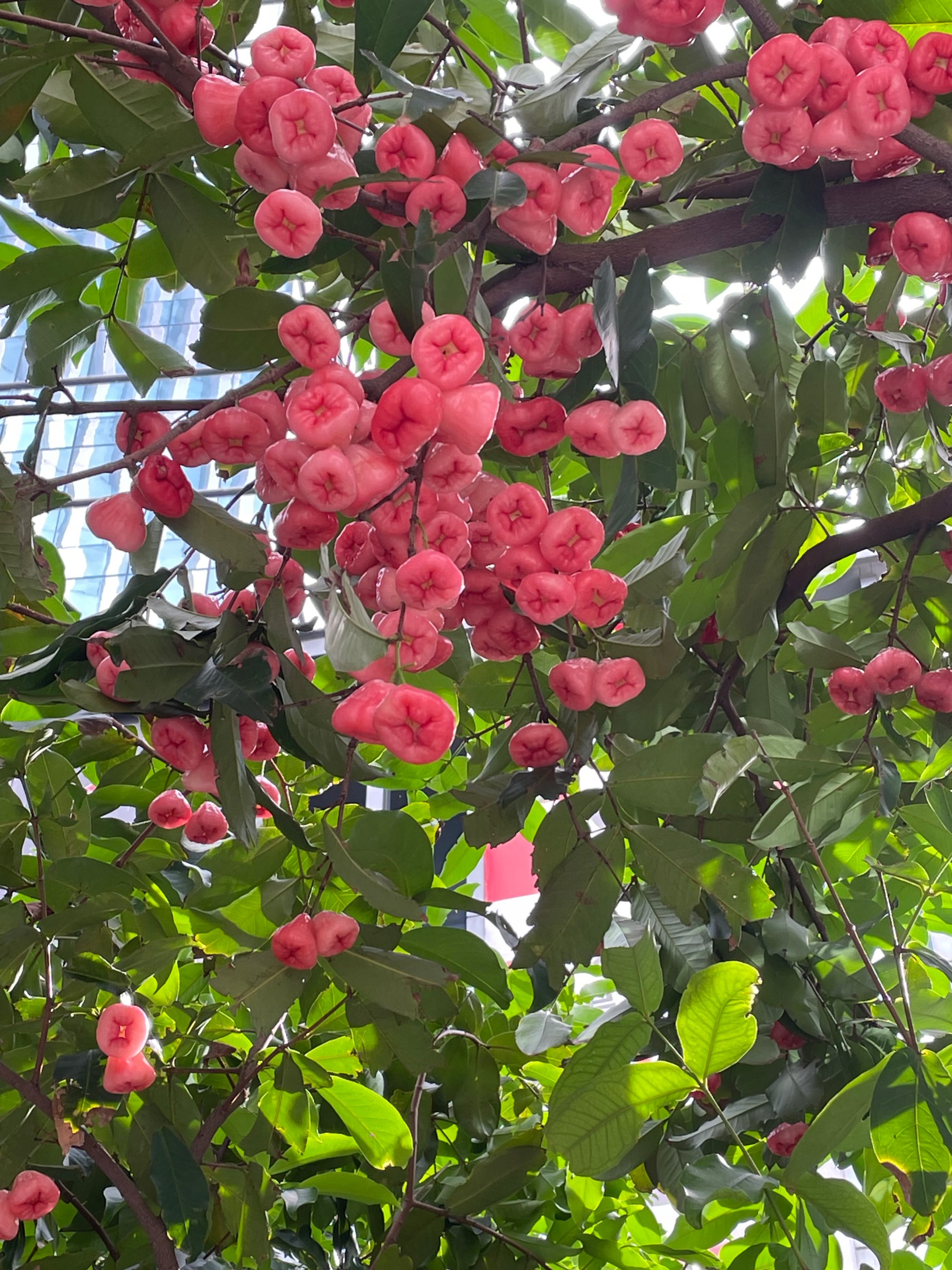 莲雾盆栽要多大的花盆图片