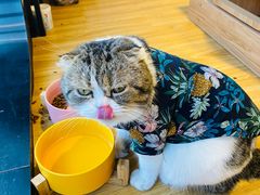 -啵啵喵·猫咖(攀华国际店)