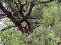 -红山国家森林公园