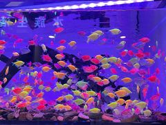 -金三角花鸟鱼综合市场-地面停车场