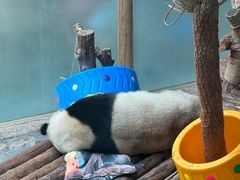 -青藏高原野生动物园