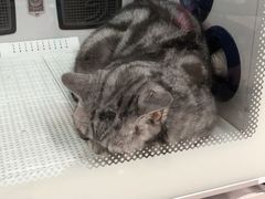 -多卡布奇宠物生活馆(上林世家店)