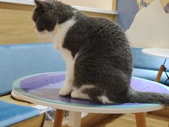 -滚猫咖啡·猫咖·猫友好撸猫(未来城店)