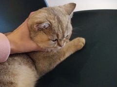 -飞行喵MR PILOT|猫舍·猫咖(静安大融城店)