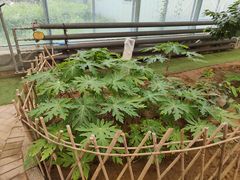 -北戴河集发农业梦想王国
