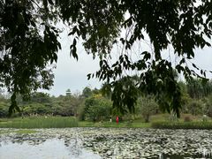 -中国科学院华南植物园