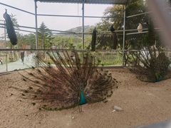 -丹樱生态园