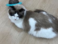 -1013 PET SHOP 宠物商店(近铁城市广场店)