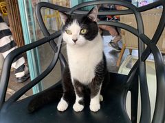 -喵屿·大理花园猫咖