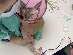 -谐和贝康宠物医院24小时·宠保定点(急重症转诊中心)
