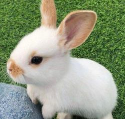 -萌宠亲子动物乐园(槐房万达店)