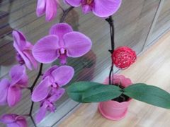 -FEI FEI FLOWER鲜花店·气球派对·宝宝宴布置(虹口德必运动Loft店)