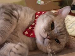 -猫色咖啡·猫咖