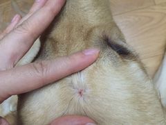-PETKIT小佩宠物(古北店)