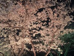-西北湖绿化广场