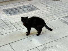 -乳仔牛牦牛汤锅 烤羊排(松潘古城店)