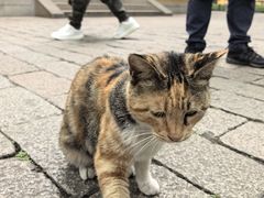 -西园寺素食(西园弄戒幢律寺店)