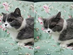 -我爱猫咪·猫咖·狗咖·安哥拉兔·羊驼咖(小寨华旗店)