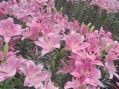 -长春农业博览园