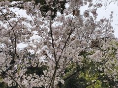 -武汉大学-樱园