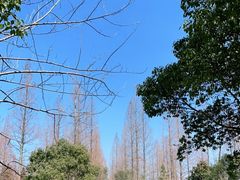 -东平国家森林公园