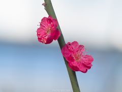 -北京鹫峰国家森林公园