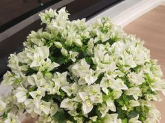 -双季花艺园艺市场(浦东店)