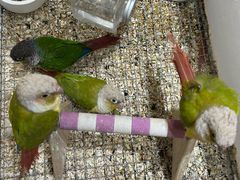 -帕帕拉兹宠物(亚洲旗舰店)