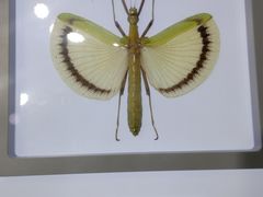 -上海昆虫博物馆