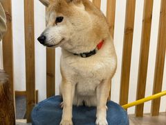 -柴迷FANS CLUB·柴犬狗咖·猫咖