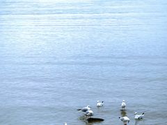 -深圳湾公园(南山区)