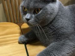 -藦茜花园宠物主题亲子互动体验馆(国顺东路店)