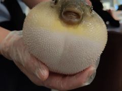 -肆月河豚·新淮扬(金融街店)