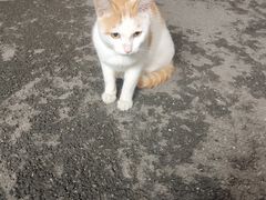 -猫岛主趣味餐厅(鼓浪屿店)