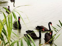 -长兴太湖图影湿地文化园