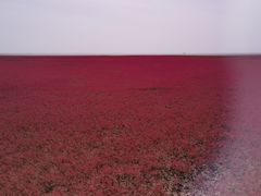 -红海滩国家风景廊道