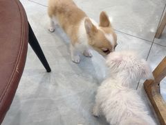 -柴犬小屋·柴餐厅·狗咖食堂(金鼎广场店)